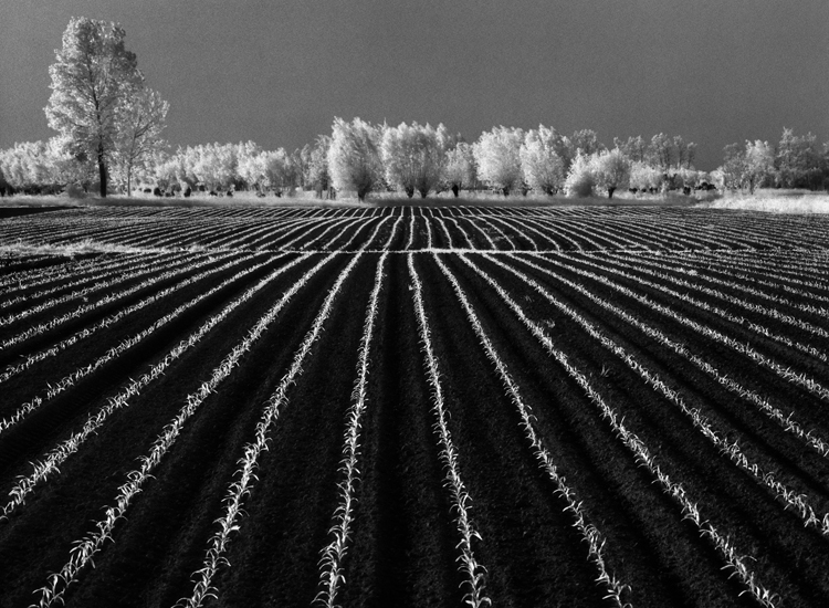 Sogni di prosperità (1985). Morsano al Tagliamento (Pordenone)